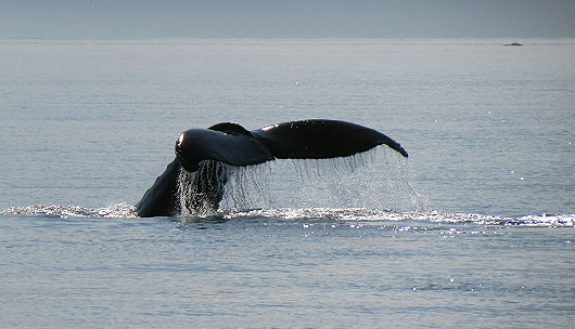 Whale Bay